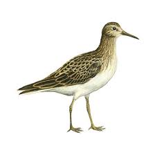 Image result for Calidris melanotos