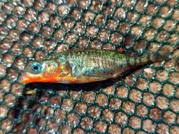 Attēlu rezultāti vaicājumam “Gasterosteus aculeatus”