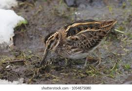 Image result for Lymnocryptes minimus