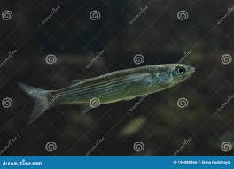 Image result for Chelon saliens