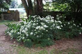 Attēlu rezultāti vaicājumam “Cenolophium denudatum”