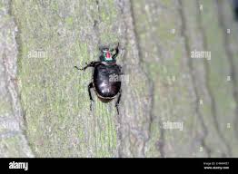 Attēlu rezultāti vaicājumam “Osmoderma barnabita imago”