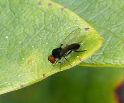 Attēlu rezultāti vaicājumam “Platypezidae”