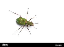 Attēlu rezultāti vaicājumam “Cicindela campestris”