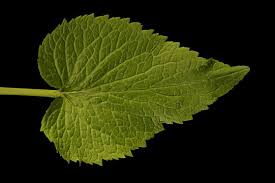 Attēlu rezultāti vaicājumam “Phyteuma spicatum bud”