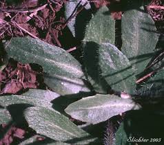 Attēlu rezultāti vaicājumam “Arabis hirsuta flower”
