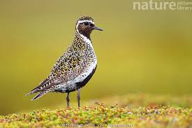 Attēlu rezultāti vaicājumam “Pluvialis apricaria”