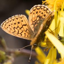 Attēlu rezultāti vaicājumam “Boloria eunomia”