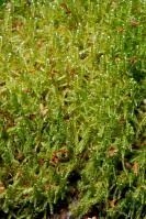 Attēlu rezultāti vaicājumam “Sanionia uncinata”