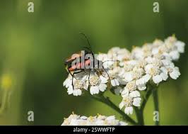 Attēlu rezultāti vaicājumam “Anastrangalia sanguinolenta male”
