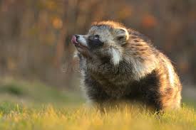 Attēlu rezultāti vaicājumam “Nyctereutes procyonoides”