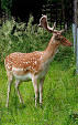 Deer - Wikipedia, the free encyclopedia