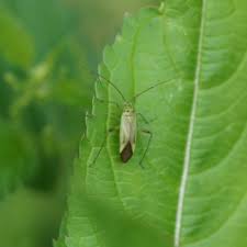Attēlu rezultāti vaicājumam “Adelphocoris quadripunctatus”