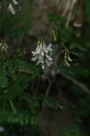 Attēlu rezultāti vaicājumam “Vicia sylvatica flower”