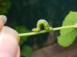 Attēlu rezultāti vaicājumam “Macaria wauaria”