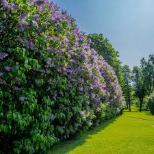 Image result for flieder