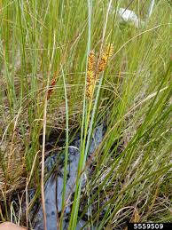 Attēlu rezultāti vaicājumam “Carex rostrata”