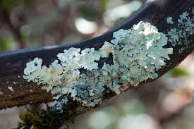 Attēlu rezultāti vaicājumam “Parmeliopsis ambigua”