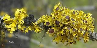 Attēlu rezultāti vaicājumam “Vulpicida pinastri”