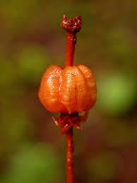 Attēlu rezultāti vaicājumam “Moneses uniflora fruit”