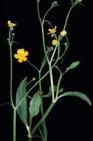 Attēlu rezultāti vaicājumam “Ranunculus flammula flower”