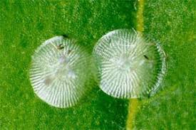 Attēlu rezultāti vaicājumam “Craniophora ligustri imago”