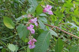 Attēlu rezultāti vaicājumam “Impatiens glandulifera leaf”