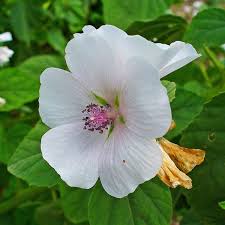 Image result for Althaea officinalis
