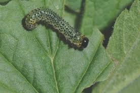 Attēlu rezultāti vaicājumam “Nematus ribesii larva”