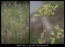 Attēlu rezultāti vaicājumam “Silene otites”