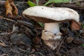 Attēlu rezultāti vaicājumam “Agaricus”