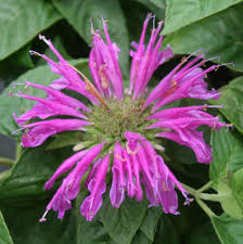 Image result for Monarda didyma