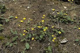 Attēlu rezultāti vaicājumam “Hieracium murorum bud”