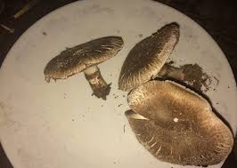 Attēlu rezultāti vaicājumam “Stropharia hornemannii”