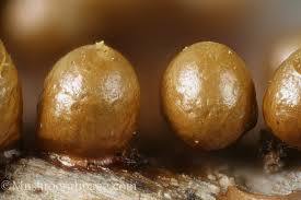 Attēlu rezultāti vaicājumam “Hemitrichia chrysospora spores”