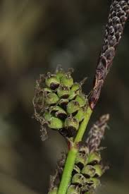 Attēlu rezultāti vaicājumam “Carex ericetorum”