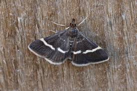 Attēlu rezultāti vaicājumam “Pyrausta cingulata”