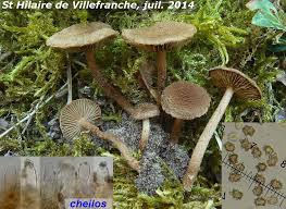 Attēlu rezultāti vaicājumam “Inocybe lanuginosa”