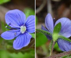 Image result for Veronica chamaedrys