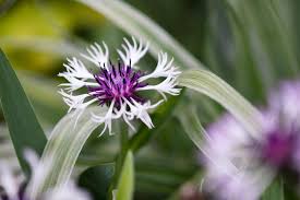 Attēlu rezultāti vaicājumam “Libanotis montana flower”