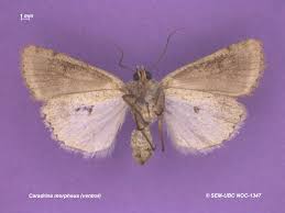 Attēlu rezultāti vaicājumam “Caradrina morpheus”