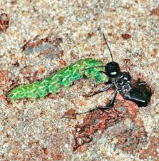 Attēlu rezultāti vaicājumam “Ammophila sp.”