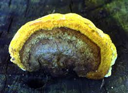 Attēlu rezultāti vaicājumam “Gloeophyllum sepiarium”