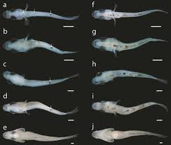 Image result for Centropomus parallelus