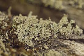 Attēlu rezultāti vaicājumam “Cladonia parasitica”