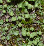 Attēlu rezultāti vaicājumam “Preissia quadrata”