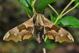 Attēlu rezultāti vaicājumam “Mimas tiliae”