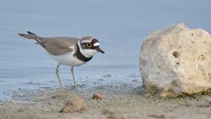 Attēlu rezultāti vaicājumam “Charadrius dubius adult”