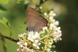 Attēlu rezultāti vaicājumam “Satyrium w-album underside”