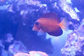 Image result for Ctenochaetus hawaiiensis